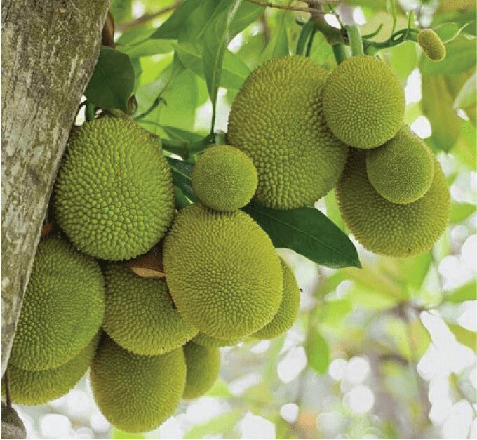 Jackfruit